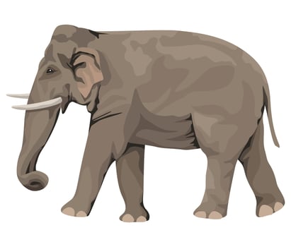 wild elephant walking vector