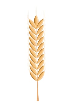 golden ear of barley vector