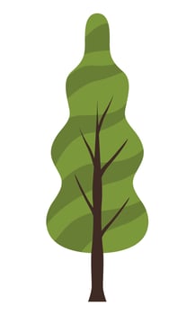 coniferus tree plant vector
