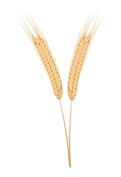 wheat spikes organic product vector