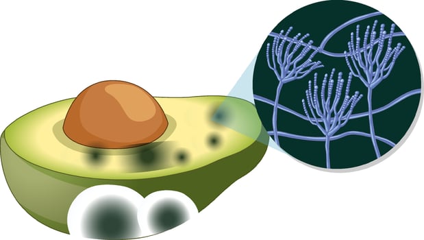 Inedible decomposed avocado with mould vector
