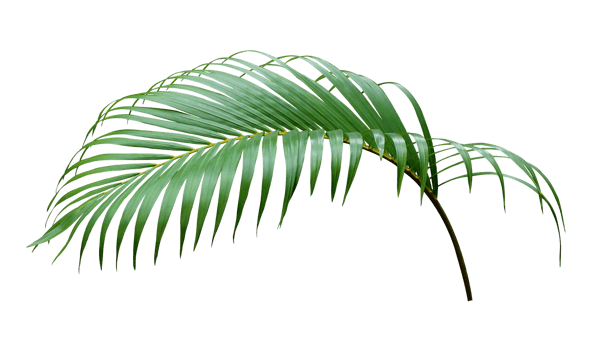 green leaf of palm tree on transparent background png file