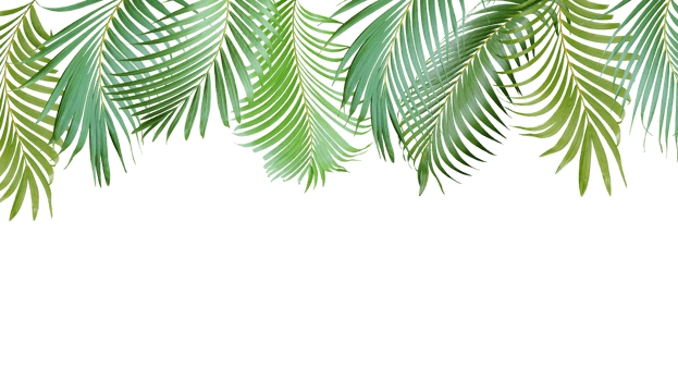tropical green palm leaves tree isolated on transparent background for summer banner png file