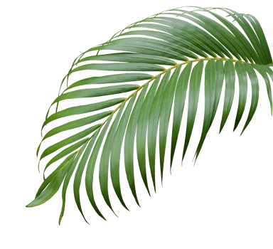 tropical green palm leaf tree isolated on white background png