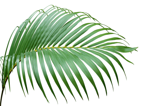 tropical frond green palm leaf tree on transparent background png file