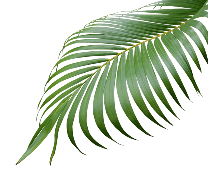 tropical frond green palm leaf tree on transparent background png file