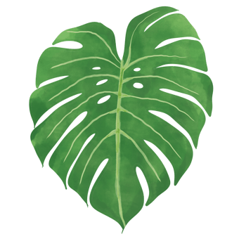 Monstera leaf.topical plant. png