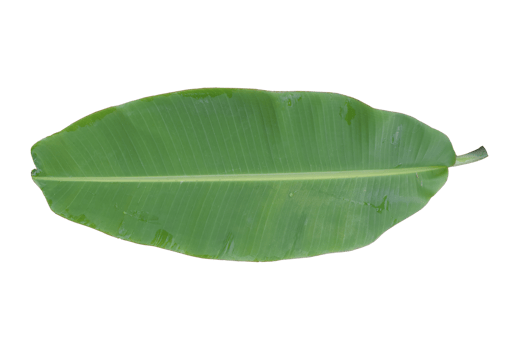 Green banana leaf isolated on white background. png