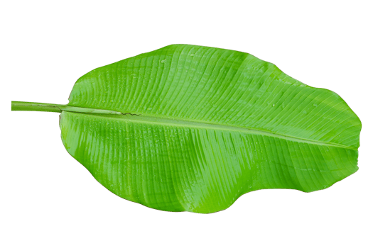 Green banana leaf isolated on white background. png