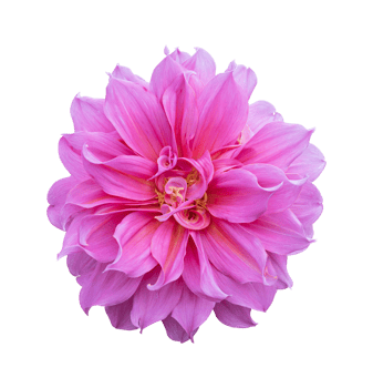 Beautiful Dahlia flower isolated. dicut photos png