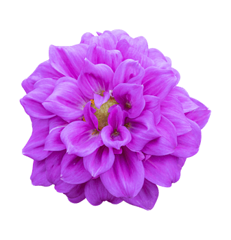 Beautiful Dahlia flower isolated. dicut photos png