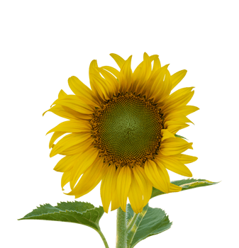 Sunflower with leaf isolated. dicut from real photos png