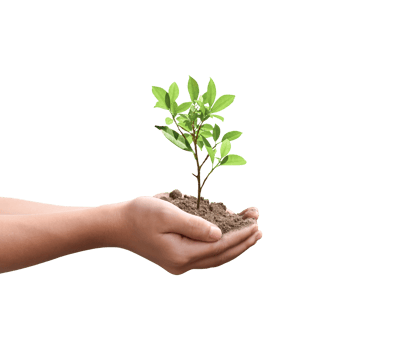 Tree plant in hand isolated. Dicut photos. png