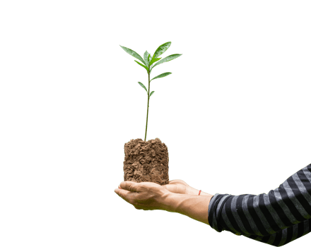 Tree plant in hand isolated. Dicut photos. png