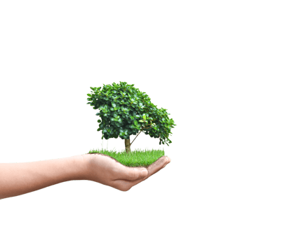 Tree plant in hand isolated. Dicut photos. png