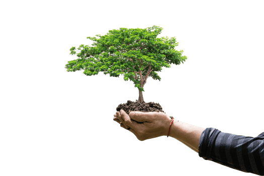 Tree plant in hand isolated. Dicut photos. png
