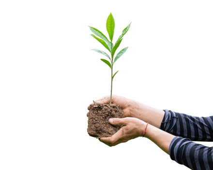 Tree plant in hand isolated. Dicut photos. png