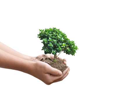 Tree plant in hand isolated. Dicut photos. png