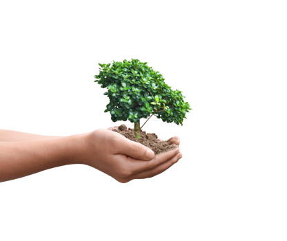 Tree plant in hand isolated. Dicut photos. png