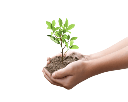 Tree plant in hand isolated. Dicut photos. png