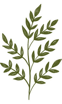 Aesthetic flower plant leaves png