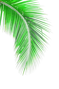 Leaf palm, green coconut leaves isolated. png