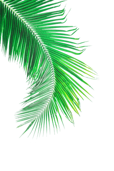 Leaf palm, green coconut leaves isolated. png
