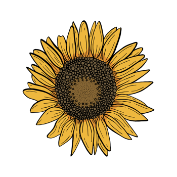 Black line sunflower. Yellow petals and brown seeds. Raster png transparent illustration for decorate and any design.