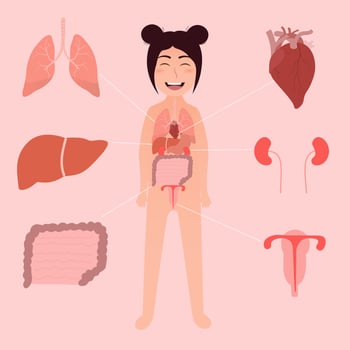 Infographic diagram of girl internal organs for science education in school, human body anatomy - lungs, liver, kidneys, heart, stomach, intensive, uterus vector