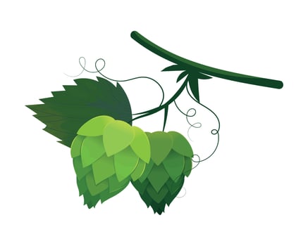 fresh green hop plant vector