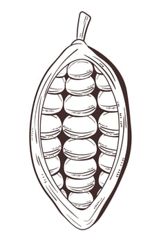 half cacao icon vector