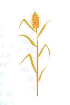 wheat icon isolated vector