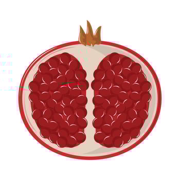 half pomegranate icon vector