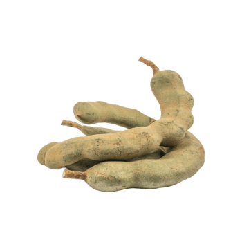 Fresh young Tamarind Tamarindus indica isolated on white background png