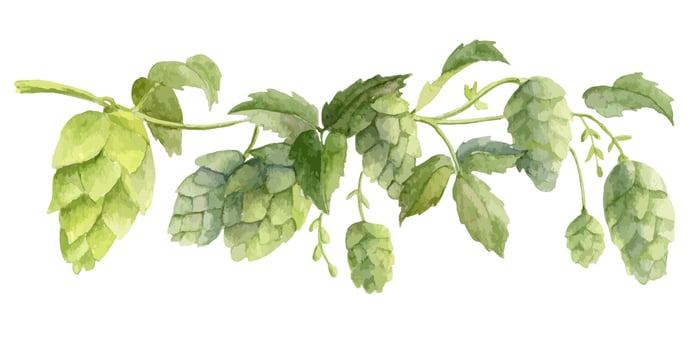 Hop Plant for the production of Beer or Ale. Watercolor vector hand drawn illustration for Octoberfest. Sketch on white isolated background for ornament or any design