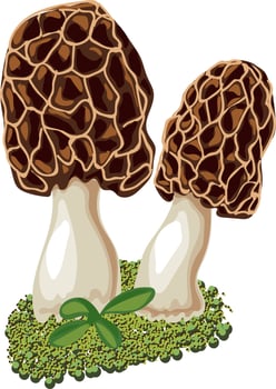 Morel mushroom grows in the forest. vector
