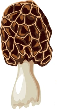 Morel mushroom grows in the forest. vector