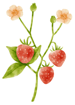 strawberry fruit watercolor style for Thanksgiving Decorative Element png