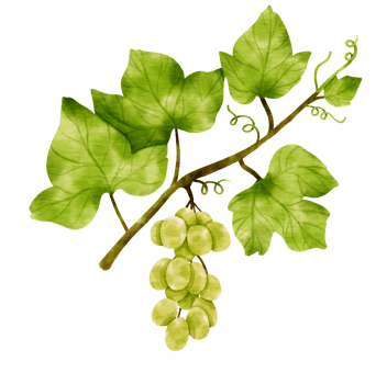 Branch of Green grapes with leaves and fruit watercolor style for Decorative Element png