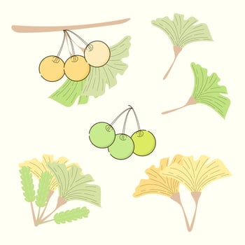 Minimalist vector illustration of hand drawn yellow and green leaves of Ginkgo biloba tree. Healthy ingredient that is used in medicine for disease treatment.
