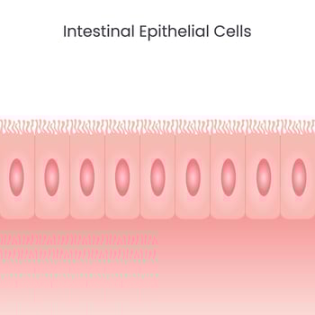 Intestinal Epithelial Cells vector