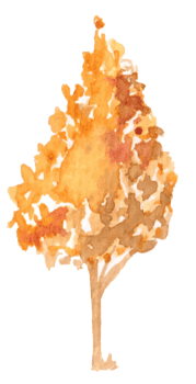 autumn tree watercolor illustration. png