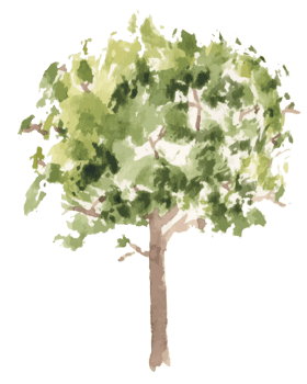 hand drawn tree watercolor illustration. png