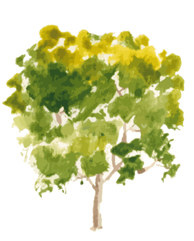 hand drawn tree watercolor illustration png