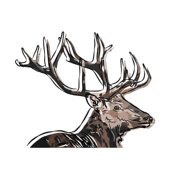 It's a beautiful deer picture. vector