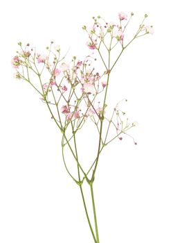 colorful grass flowers on trunk cut out.  isolated on white background. png