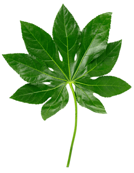 Green colorful leaves cute out. isolated on white background png