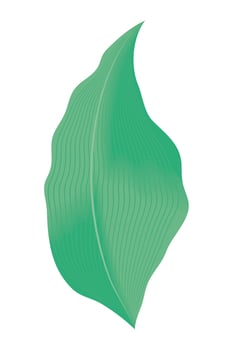 leaf plant green vector