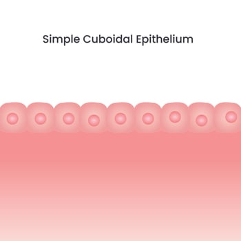 Simple Cuboidal Epithelium science vector background
