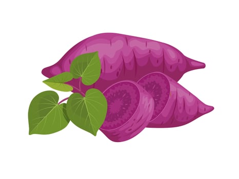 Vector illustration, purple sweet potato with leaves and slices, isolated on white background, suitable for websites, brochures and agricultural products packaging.